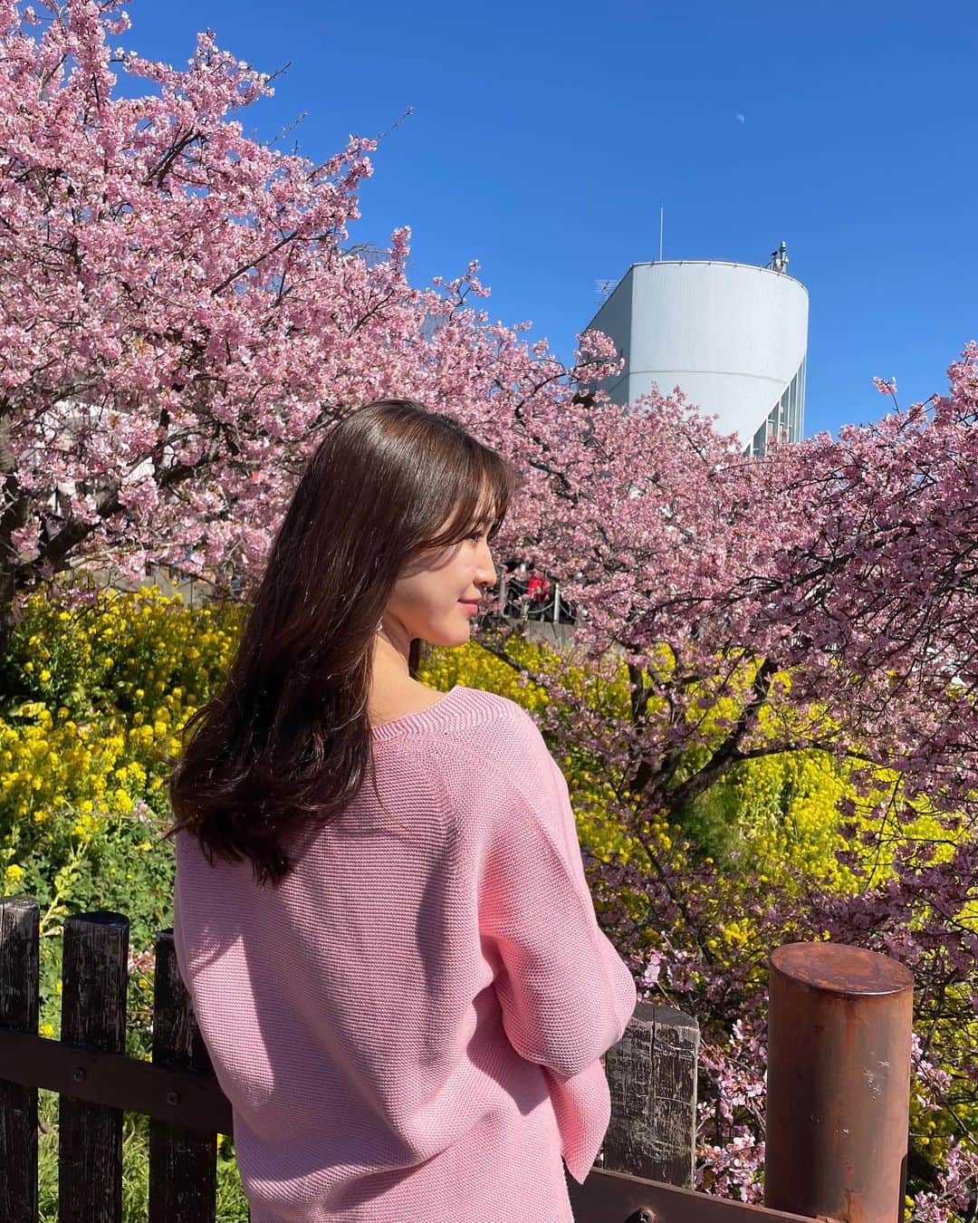 後藤夕貴のインスタグラム：「🌸 #河津桜#菜の花#お花見スポット」