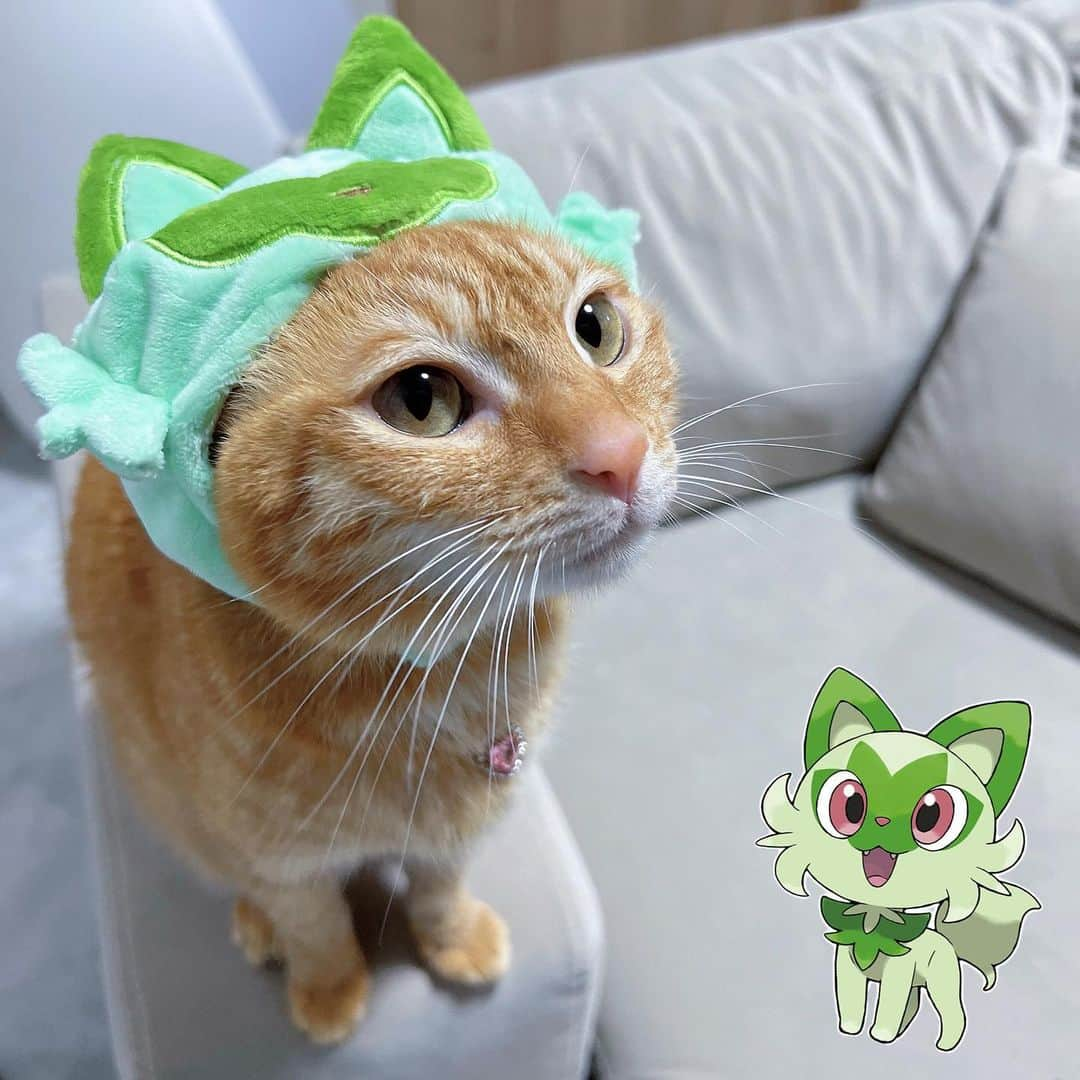 ゆら猫のインスタグラム：「撮影のギャラはちゅーる1本でした  #ニャオハ  #ポケモンsｖ  #ポケモン  #茶トラ  #茶トラ女子部  #茶トラ猫  #猫のいる暮らし  #猫部  #ねこのいる生活  #猫スタグラム」