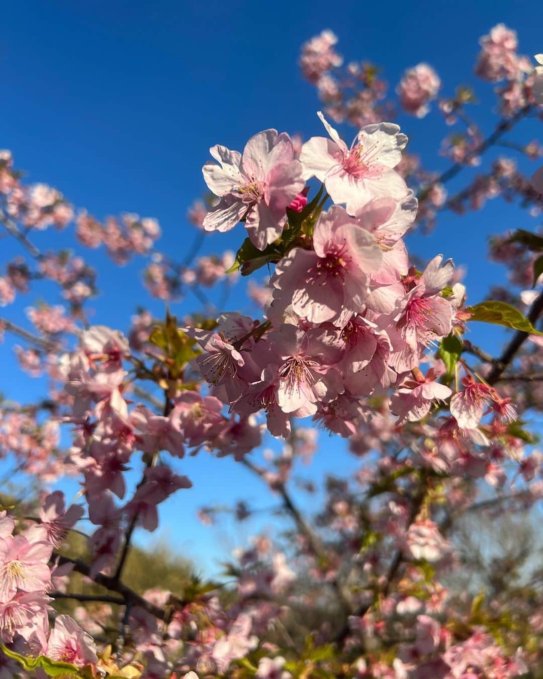 小林美季さんのインスタグラム写真 - (小林美季Instagram)「🌸🌱🌸🌱🌸  河津桜* ピンクが濃くてきれい  出会いと別れの季節がきましたね 1つ1つ大切に☺︎  #spring #河津桜 #春ですね」3月1日 20時27分 - miki_66v