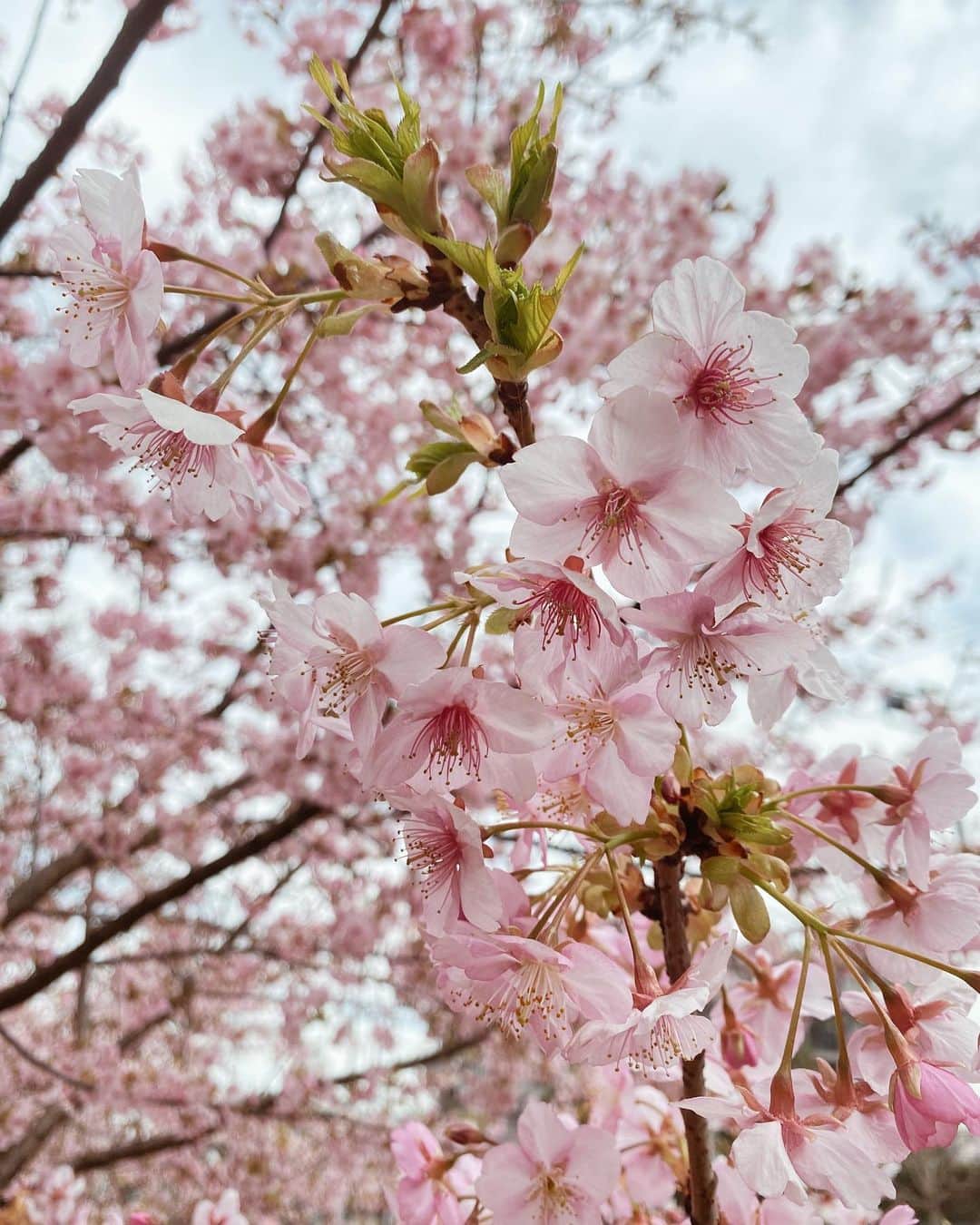 石塚絵梨さんのインスタグラム写真 - (石塚絵梨Instagram)「🕊🤍 幼い頃によく祖母と行った場所を通ったらとっても綺麗に咲いていたよ😌💘今日から３月だね🕊  #🌸🌸🌸」3月1日 20時54分 - ishi_eri1213