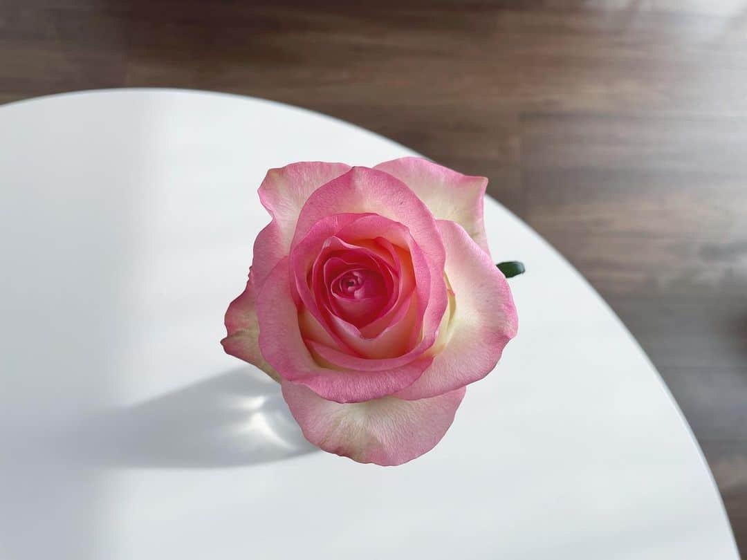 傳谷英里香のインスタグラム：「. 今日もお疲れ様でした🌹」