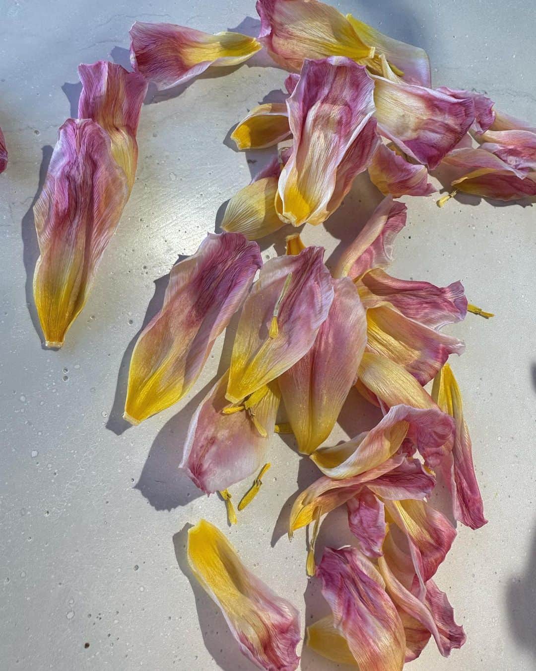 nanako itoのインスタグラム：「蕾から枯れるまでずっと素敵なお花たち✨  春✨」