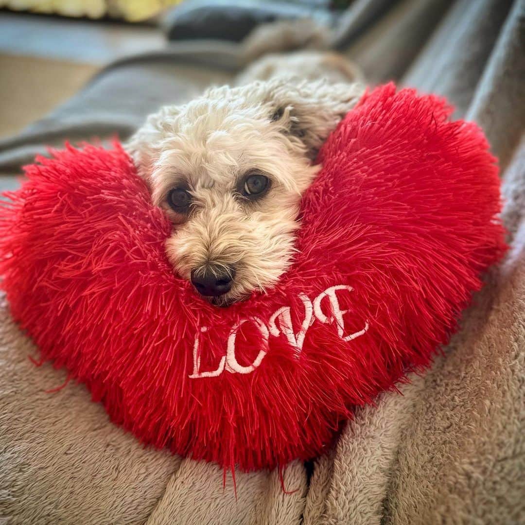 シャーニ・ヴィンソンのインスタグラム：「His head rests on my heart ~ My heart lies in his hands  ❤️ #LOVE ❤️ @jaggerpoo  #dog #dogs #doglover #dogsofinstagram #dogstagram #rescuedog #mixedbreed #cute #cutedog #puppydogeyes #ilovemydog #doglife #dogoftheday #rescuedogsofinstagram #instadog #mydog #adoptdontshop #unconditionallove #mylove」