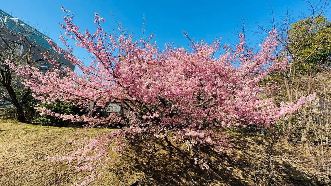 広崎うらんさんのインスタグラム写真 - (広崎うらんInstagram)「近所のチャリ🚲道の桜が満開です😚🌸通りすがりのおじ様が河津桜(カワヅザクラ）だっておっしゃってた☺️  #桜 #春 #sakura #河津桜」3月1日 23時50分 - uranhirosaki