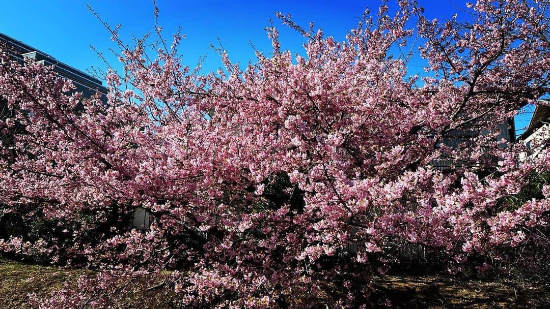 広崎うらんさんのインスタグラム写真 - (広崎うらんInstagram)「近所のチャリ🚲道の桜が満開です😚🌸通りすがりのおじ様が河津桜(カワヅザクラ）だっておっしゃってた☺️  #桜 #春 #sakura #河津桜」3月1日 23時50分 - uranhirosaki