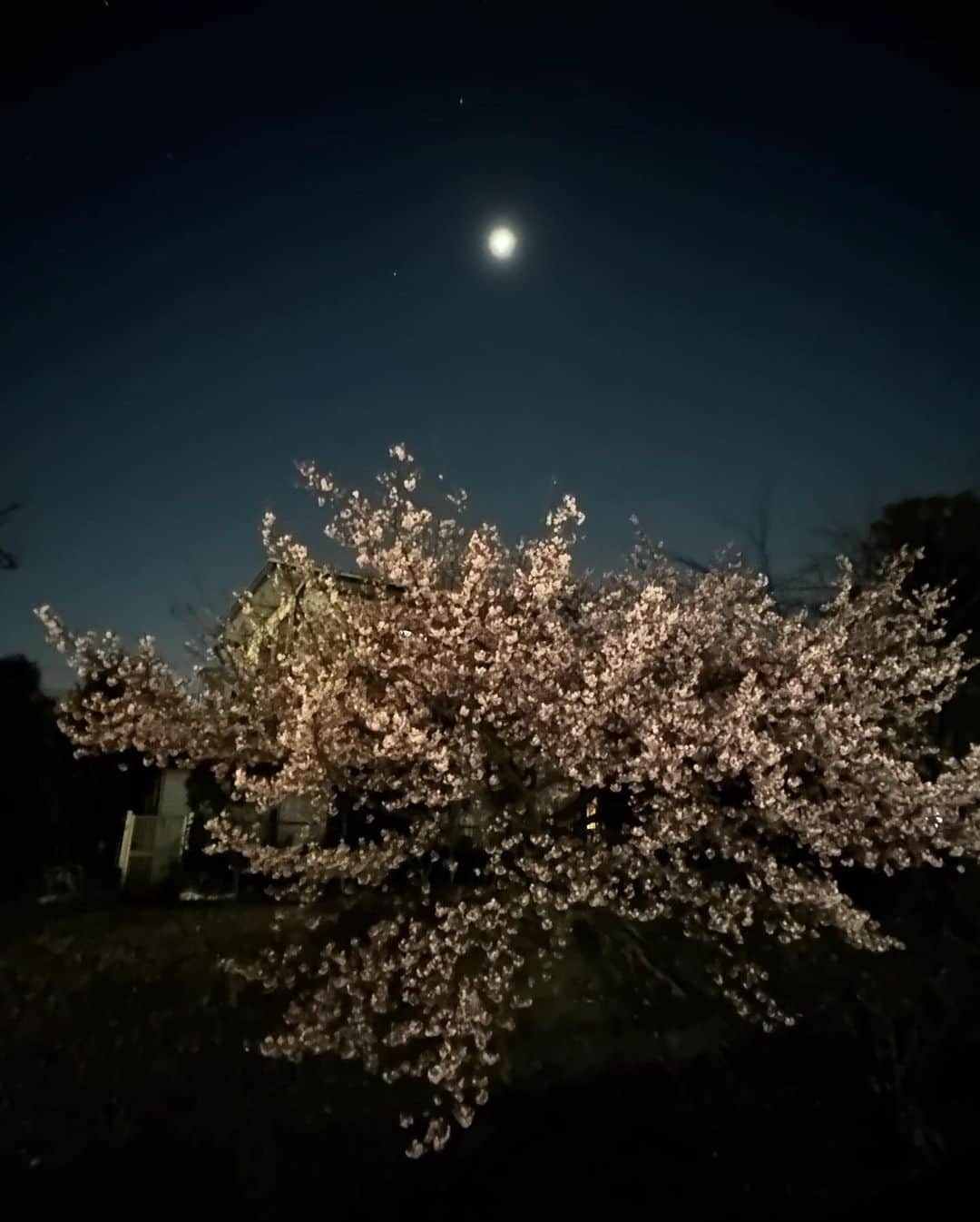 広崎うらんさんのインスタグラム写真 - (広崎うらんInstagram)「帰り道🌸🌗🌝  #夜桜 #桜 #春 #河津桜 #sakura」3月2日 0時00分 - uranhirosaki