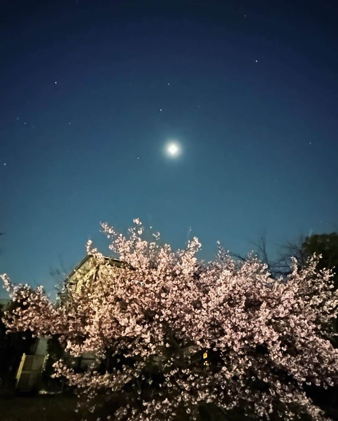 広崎うらんさんのインスタグラム写真 - (広崎うらんInstagram)「帰り道🌸🌗🌝  #夜桜 #桜 #春 #河津桜 #sakura」3月2日 0時00分 - uranhirosaki