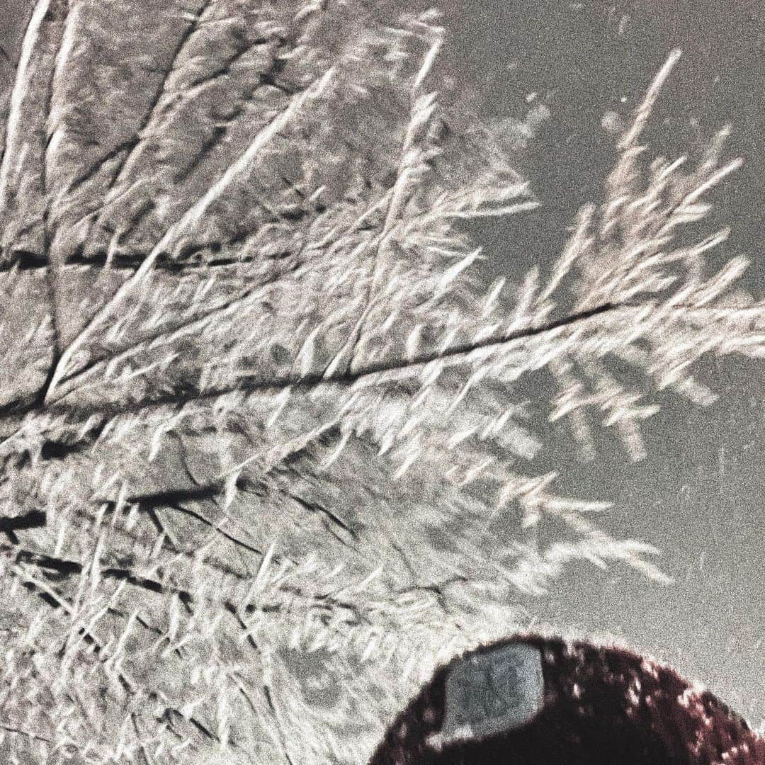 デイジー・リドリーさんのインスタグラム写真 - (デイジー・リドリーInstagram)「First Snow.」3月2日 0時04分 - planeriderryn