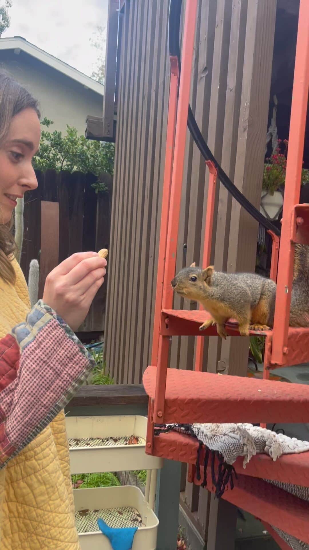リンジー・フォンセカのインスタグラム：「I don’t know if you’ve been following the story of Newman. Our pet squirrel. He doesn’t seem to mind our demolished yard. In fact he’s thriving. Thriving so much he thinks Hannah is a tree. #squirrelsofinstagram #Newman I’m sorry Noah.」