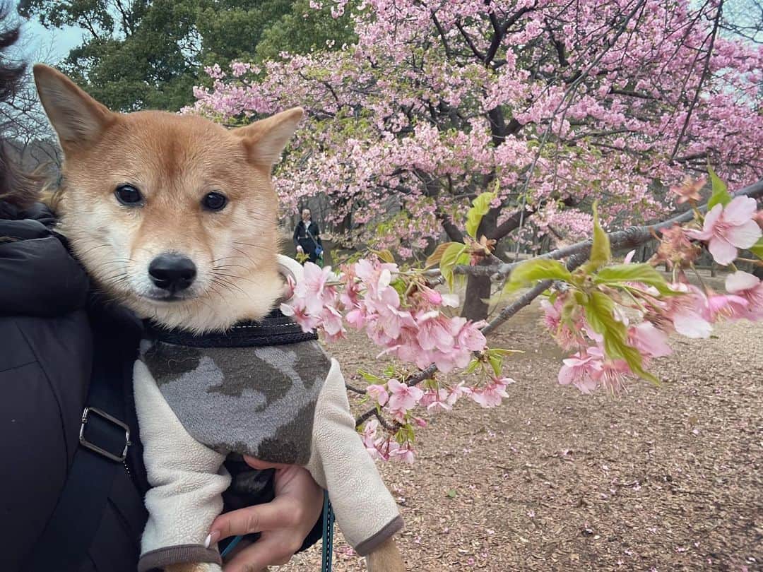 椎名歩美のインスタグラム：「お花が咲いていたよ🌸  #ぬぐえない証明写真感」