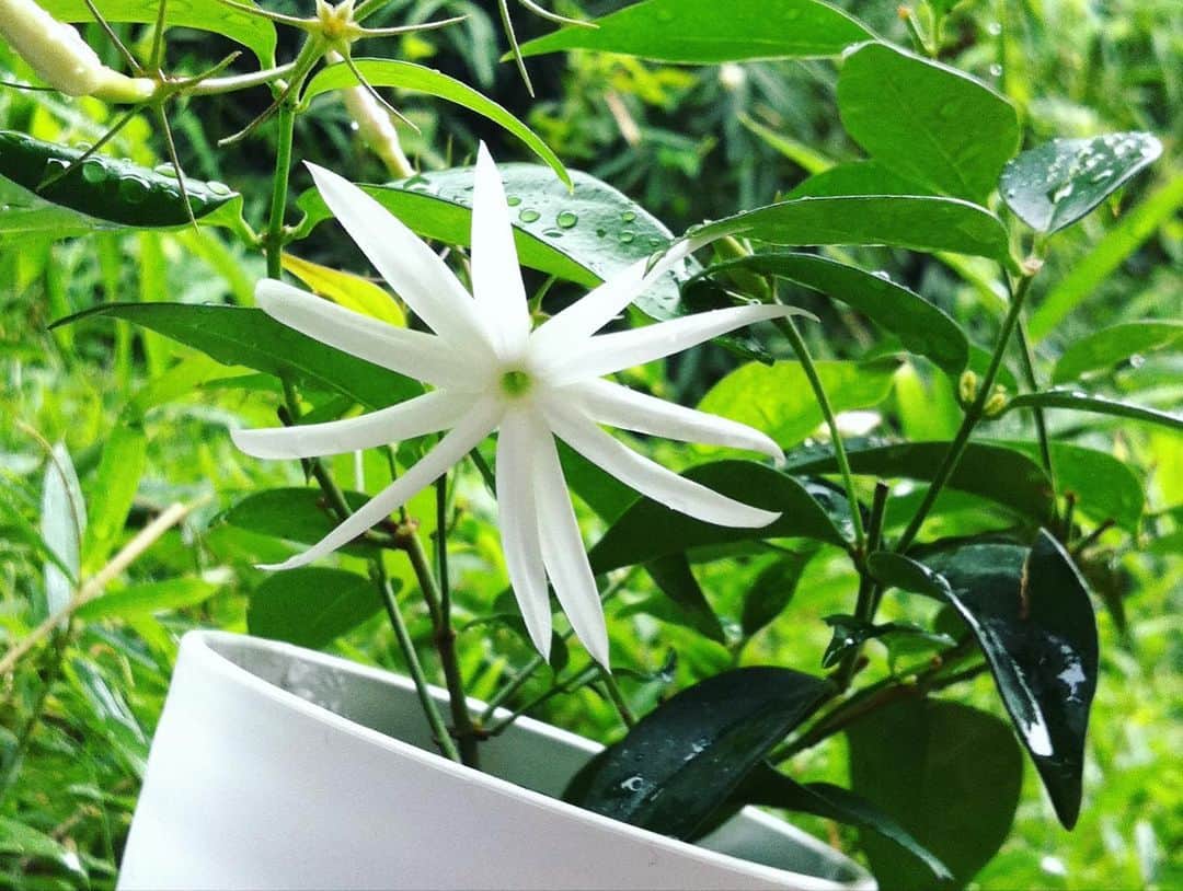 sayaのインスタグラム：「🌸🌸🌸  あたたかくなりましたね。花粉のせいか、涙や鼻水が止まらない日々を過ごしていました。皆さんは大丈夫ですか🤧  昔からの音楽仲間との急な別れがありました。  レルエでも弾いてくれたことがあって、普段はレスポールだけど「テレキャスもいけちゃうんですよぉ」とテレキャスを持ってきてくれた。あったかい音だった。  たくさんの人を幸せにしたと思う。また一緒にやろうね。おやすみ、じゅんちゃん。  saya」