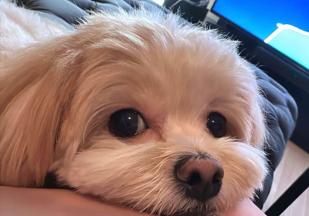 AKIのインスタグラム：「🐕」