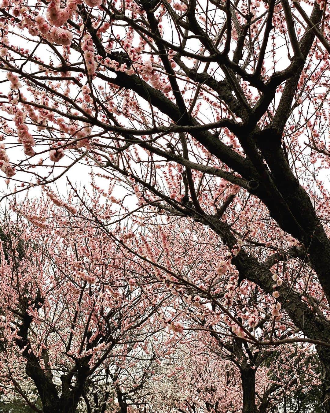 高岡早紀 さんのインスタグラム写真 - (高岡早紀 Instagram)「おはよう。 今朝は桜がこんなに咲いていましたよ。 春が近づいてきましたね。 今日も良き日をお過ごしください。  #東京　#桜」3月2日 9時14分 - saki_takaoka