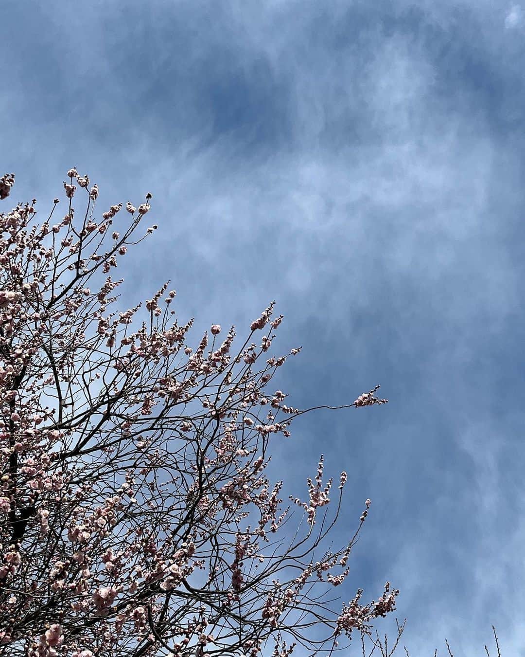 WIRED CAFEさんのインスタグラム写真 - (WIRED CAFEInstagram)「3月になりましたね。 スマホのカメラロールを見返すと、毎年必ず桜の写真を撮ってるあたり、日本人だな〜と感じます🌸  新生活を迎える方も多いと思いますが、WIRED CAFE各店でも新しい仲間を募集中です！(アルバイト・社員ともに)  詳しくはホームページのrecruitをご覧ください😉  #wiredcafe #カフェバイト」3月2日 10時21分 - wiredcafe_official