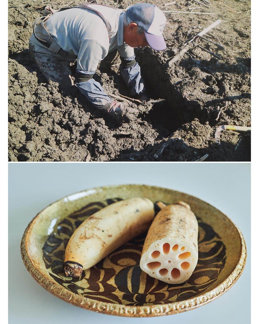 菊池亜希子さんのインスタグラム写真 - (菊池亜希子Instagram)「静岡の伝統野菜『あさはた蓮根』の畑を見学させてもらった様子が、 ONKUL web @onkul_magazine にアップされています😊　  収穫の際にどうしても出てしまう『規格外』のレンコンをスープに活用するという取り組み、とてもいいなぁと思いました。  あさはた蓮根を使ったスープは、野菜をMOTTOさん @yasai_first の新メニューとして春に登場予定。コラボパッケージも現在製作中です♪  📷 @gotanabe  👖 @kaho__yamaguchi  💄 @nittamisako  ✏️ @shoko.matsumoto.56」3月2日 11時24分 - kikuchiakiko_official