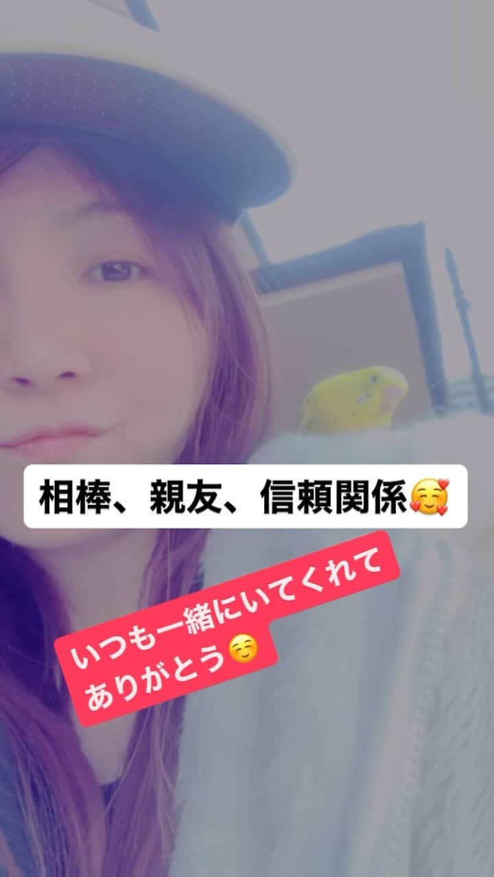 のインスタグラム：「#鳥  #せきせいいんこ  #parakeets」
