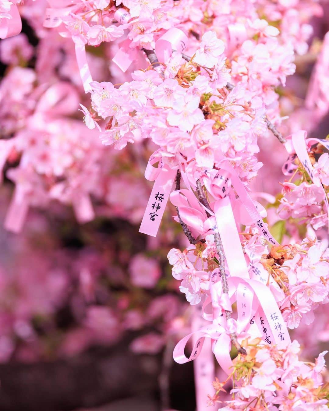 SHOCK EYEのインスタグラム：「河津桜は皆がよく知るソメイヨシノよりもピンクがかった桜🌸  普通の桜より、早い時期に咲くので、なんだか春の訪れを感じせてくれる花＾＾  昨日、 桜新町にある桜神宮に行ったんだけど、本殿の両脇で、この河津桜が今年も綺麗に咲いてた⛩🌸  本当に綺麗だった。  社紋も桜の花びらだし、なんだか可愛らしい神社さん✨  思えばさ、、 カメラをはじめて、 俺も変わったなあ、、って思う😊  以前よりも季節を感じようとするようになったり、 こうして花の美しさに目を向けるようになった。  前よりもさらに世界をカラフルに見るようになった。  思い返してみれば、歌を始めたときと全く一緒だ。  歌詞の世界観は、 常に世の中を観察するところから始まってる。 何気ない日常の一片を、、 たいそうな物語にして伝える。  あの日の悲しみや苦しみに、光を当ててあげる作業。 あの日の幸せを忘れないように、 楽しかった日への感謝を忘れないようにする作業だ。  つまらなく思える毎日だって、 きっと感じ方次第で無限のストーリーを紡ぎ出せると、、 俺は音楽と出会って、そして写真と出会って確信した😊  世界を賑やかにするのも、 世界の彩度を上げるのも、  きっと自分次第なんだ＾＾  君にはどう聞こえてる？ 君にはどう見えてる？  #桜神宮 #河津桜 #sakurajingu #cherryblossom #shrine #japantravel #japantrip #canon #canonR5 #beautifuldestinations #discoverjapan #discoverearth #voyaged #awesome_photographers #IamATraveler #wonderful_places #japanphoto #japanphotography #japan_of_insta #livingonearth #theglobewanderer」