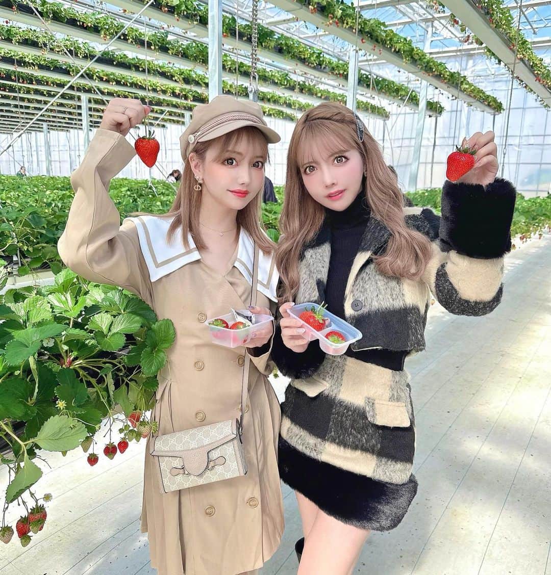 吉川ちえのインスタグラム：「【🍓✨🍓✨🍓✨】 . ちかさんといちご狩り行ってきたよ🧸🎀 茨城県のグランベリー大地さんへ😗🤲 茨城県常総市の関東初日本最大級の空中いちご園で 空中にいちごあって凄かった🤣❤️❤️ . 4種類くらいの品種食べれました🌈 とちおとめが美味しかったな💕 グランベリー大地は食べ放題40分 2200 円💰 昼間は予約不要だけど受付開始と同時に行かなきゃ 12時とかでいちご無くなるから無くなり次第終了🙅‍♀️🙅‍♀️❌ なので受付開始時間スタートに行くのが良さそう✌️✨ . #いちご #いちご狩り #グランベリー大地」