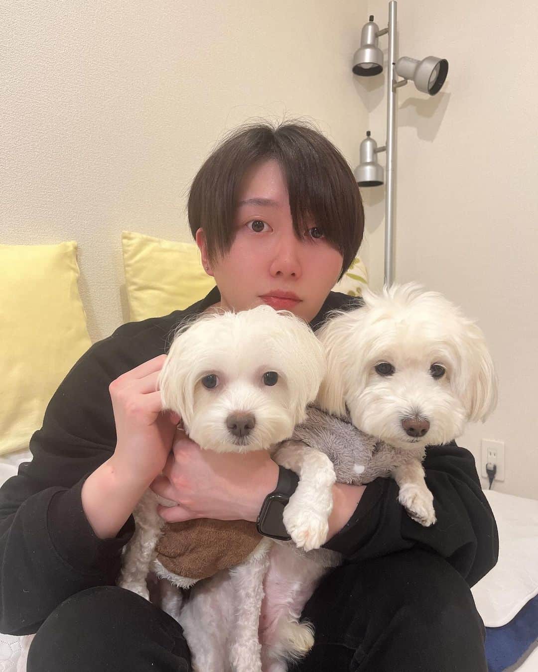 高橋ふみやのインスタグラム：「ホワイト犬🐶  #犬好きな人と繋がりたい」