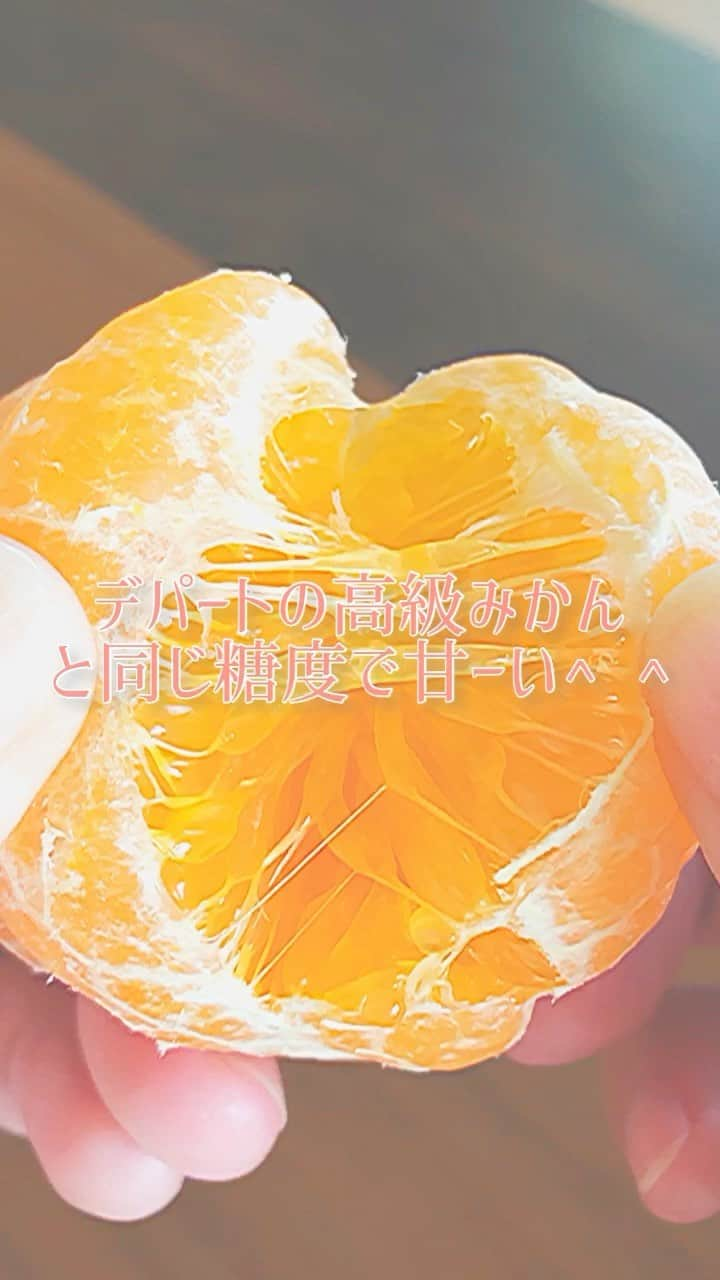 伊藤三巳華のインスタグラム：「✨🍊芸予海峡パワーみかん🍊✨  芸予パワスポ巡りでお世話になった みかん農家さん👩‍🌾🍊  それから毎回みかんを送ってもらってます🙏  酸っぱくなくてとっても甘くて、 糖度はデパートの高級みかんと同じだそうです！  「さすが愛媛のみかんだな！」🤔 愛媛ブランドは納得の美味しさですっ🔥  普段はお店に出荷してますが、 メルカリ個人で✨お安く✨発送してくれます。 💁‍♀️ フリマアプリ「メルカリ」で ほしろうさんが販売中 https://buff.ly/3YdPTsB  ☀️芸予海峡のお日様パワーを是非堪能してみませんか？😊  現在の出荷はこちらでこの値段安い！😳  伊予柑は 正品5キロM玉 3300円  正品3キロM玉 2400円  正品3キロS玉 2100円  リンク飛べない方はDM下さい😊」