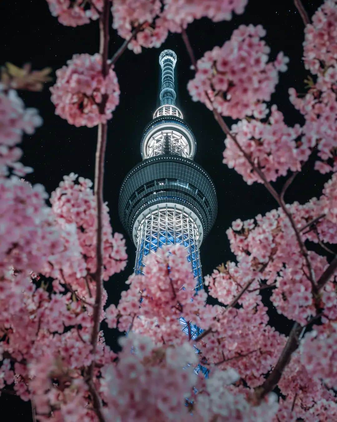 deepskyさんのインスタグラム写真 - (deepskyInstagram)「SAKURA UFO . . . Spring is finally around the conner ！ I can literally tell it's getting warmer and warmer. At the same time, I'm kinda sad that winter is gonna be over. But, so excited to chase Cherry Blossom soon ！ . 都内も日に日暖かくなってきました。冬が大好きな自分は少し寂しい気持ちですが、桜の季節が来ると思うと、今年はどこに行こうかなと毎日考えてます！！ . . #Tokyo  #skytree  #sakura  #spring  #cherryblossom  #photography #nightphotography  #東京 #桜 #春 #sonyalpha  #streets_vision  #beautifuldestinations  #japantravel  #travel」3月2日 20時01分 - _deepsky