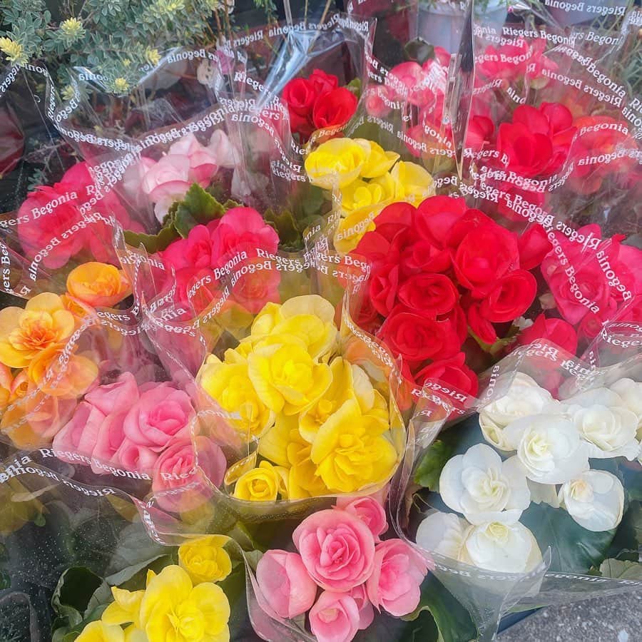 道岡桃子のインスタグラム：「今日のお花💐  大事な撮影も無事終わって一安心です✨  リーガース・ベゴニア  花言葉は、  「片想い」「親切」「愛の告白」「幸せな日々」  ふむふむ🤭  #リーガースベゴニア  #ベゴニア  #ガーデニング  #おつかれさま  #おつかれさまでした  #花屋  #花屋さん  #花言葉  #花束  #花束プレゼント #flowers  #flower  #flowerstagram」
