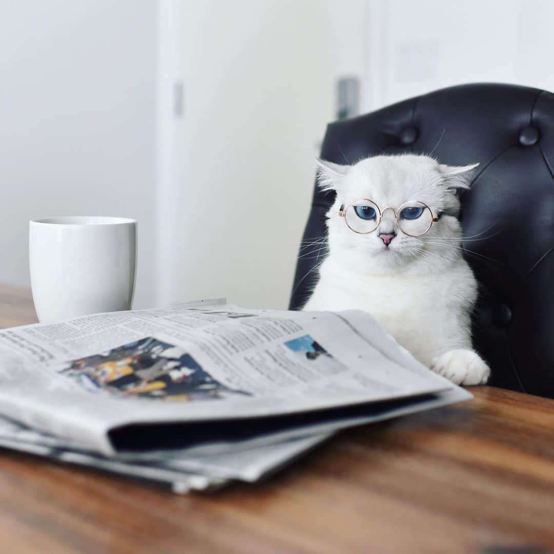 のインスタグラム：「My morning routine: coffee, news, litterbox. Not necessarily in that order.」