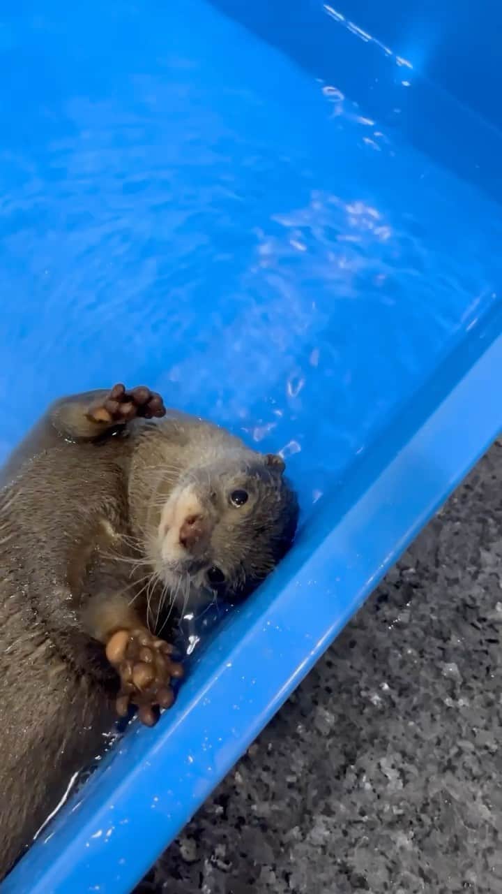 カワウソきなこのインスタグラム