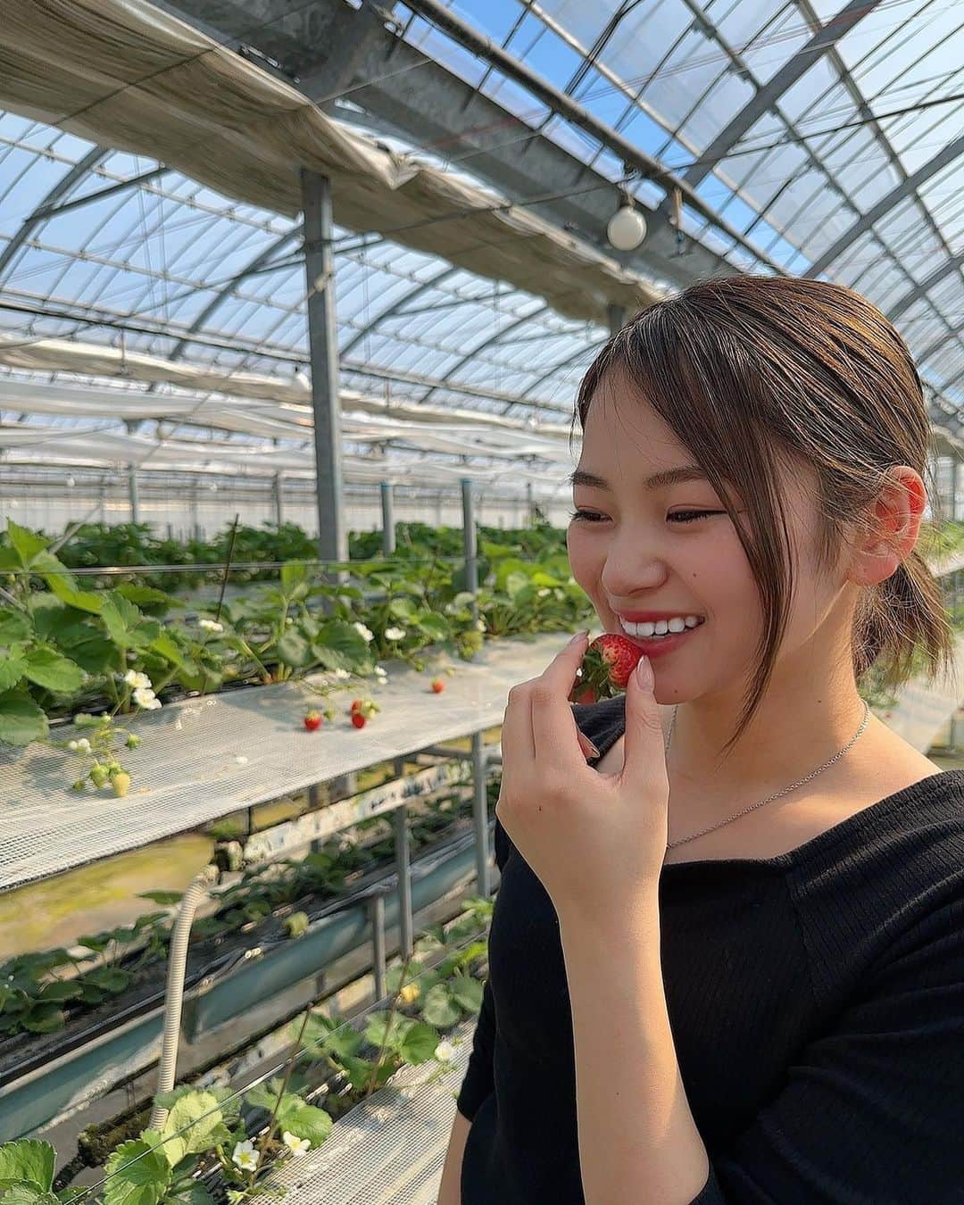 筒井莉子のインスタグラム：「いちご狩り🍓  #イチゴ #いちご狩り #保育園生以来  #いちご #佐賀県 #いちごさん  #さがほのか」