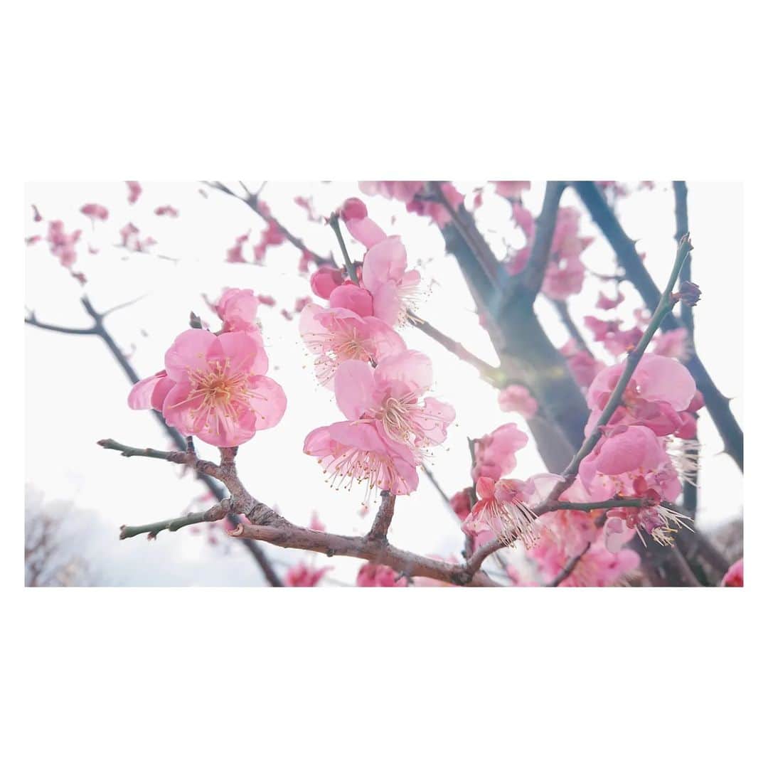 花村怜美のインスタグラム：「#梅 #うめ #道知辺 #梅花 #花 #探梅 #植物 #自然 #春 #ume #plumblossom #flower #flowers #flowerstagram #nature #plants #japan #spring」