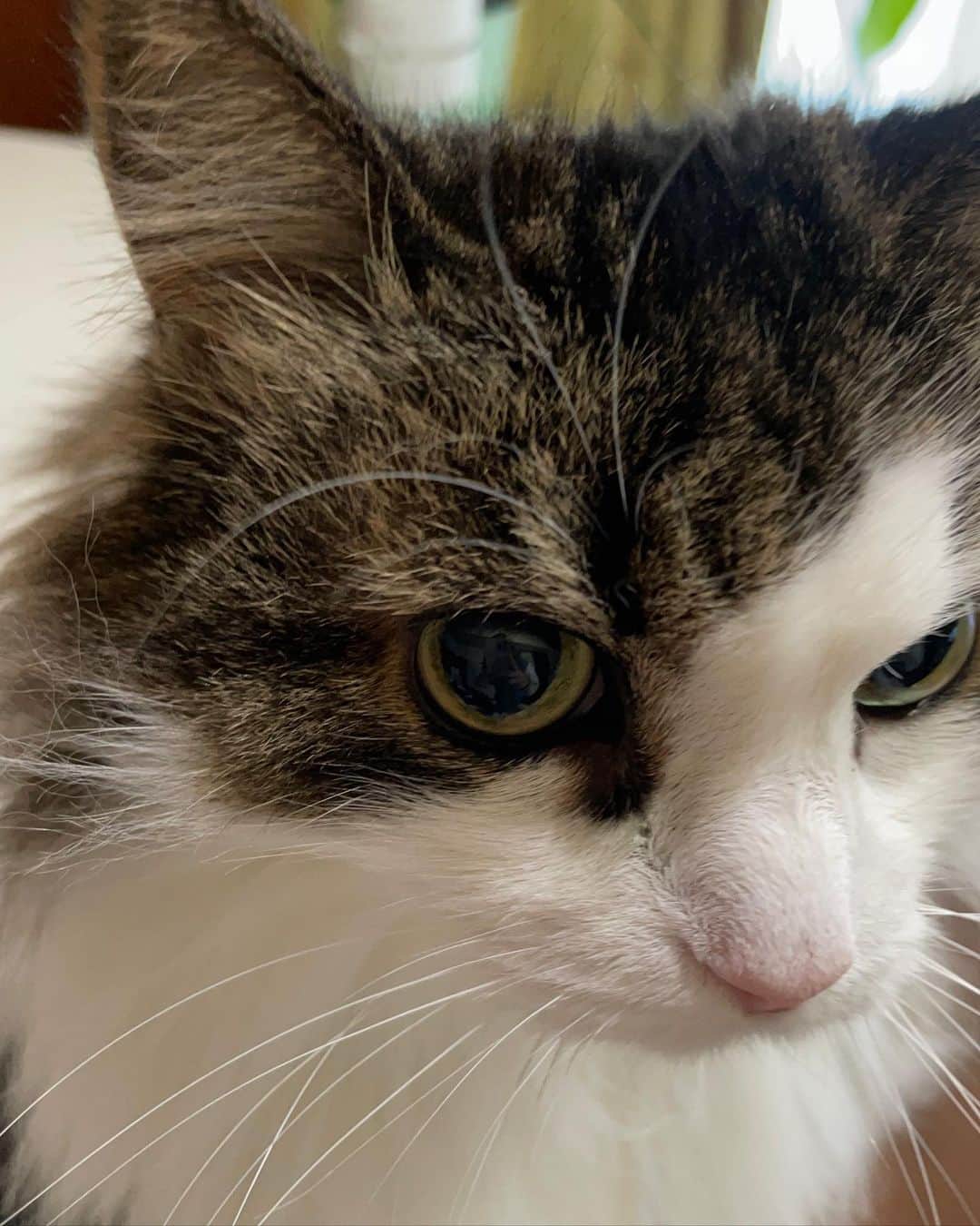 のインスタグラム：「うちの猫は、隠れファンが多いのです。 リボンという名前は私が小学生の頃につけたもの、小学生らしくて可愛いねえ🐈 ノルウェージャンフォレストキャットです。 #猫 #ねこすたぐらむ」