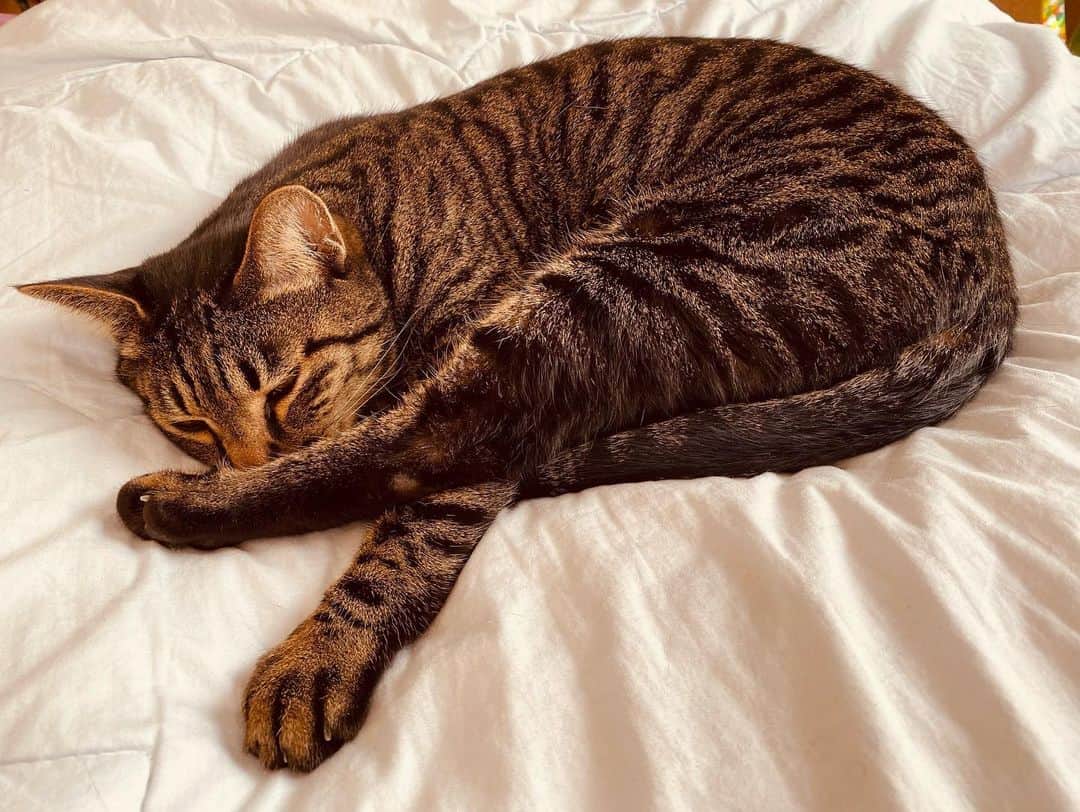 中村妃智さんのインスタグラム写真 - (中村妃智Instagram)「アンモニャイトからの脚がピンッ #キジトラ #猫」3月3日 0時14分 - kisatonakamura