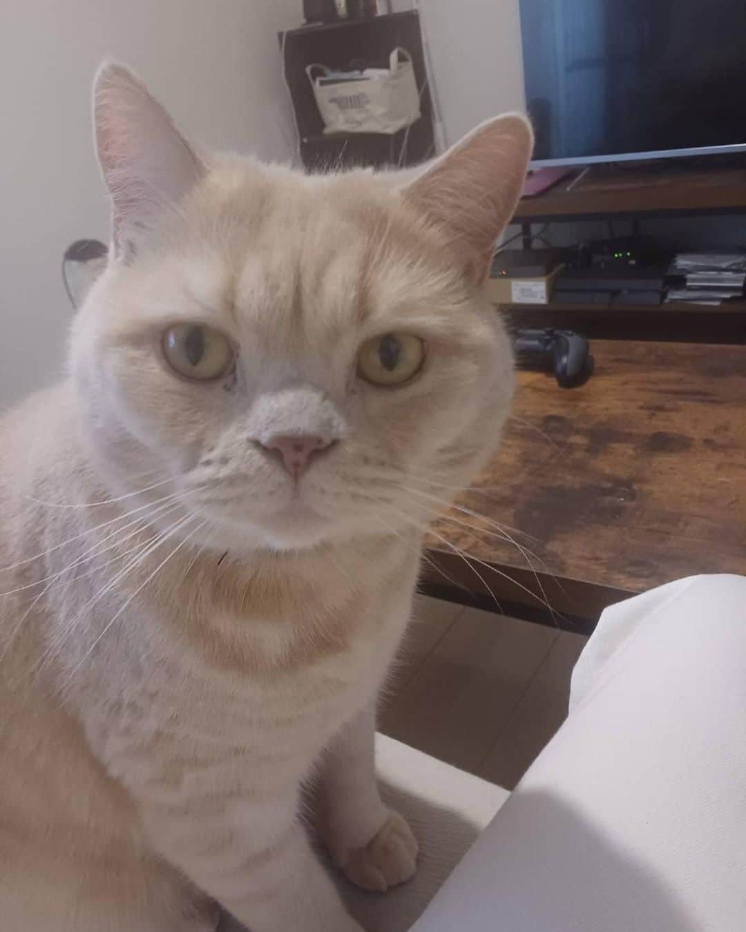 赤西涼のインスタグラム：「寝る前に今日のらいちゃん🐱 3枚目見て、壁紙のやばさにびっくり😂 帰ったら要確認ですね🙃」