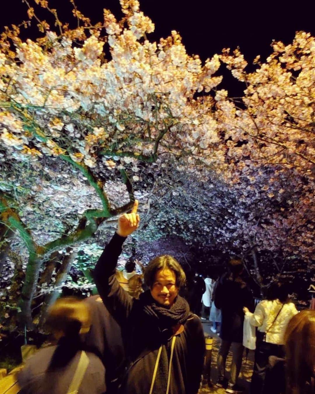 鈴木一真のインスタグラム：「Kawazu Cherry blossoms in full bloom‼︎  満開です🌸河津桜まつりは3/5まで⚡️  #KawazuCherryBlossoms #InFullBloom #河津桜 #河津桜まつり #夜桜」