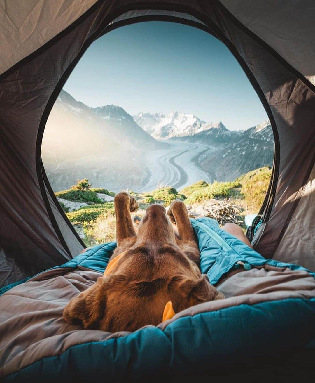 Bolt and Keelのインスタグラム：「Mans best friend 🐾⛺️ Nala is quite the adventurer, she goes on some of the most amazing trips with her dad🤍🇨🇭  @adventrapets ➡️ @dogswiss  —————————————————— Follow @adventrapets to meet cute, brave and inspiring adventure pets from all over the world! 🌲🐶🐱🌲  • TAG US IN YOUR POSTS to get your little adventurer featured! #adventrapets ——————————————————」