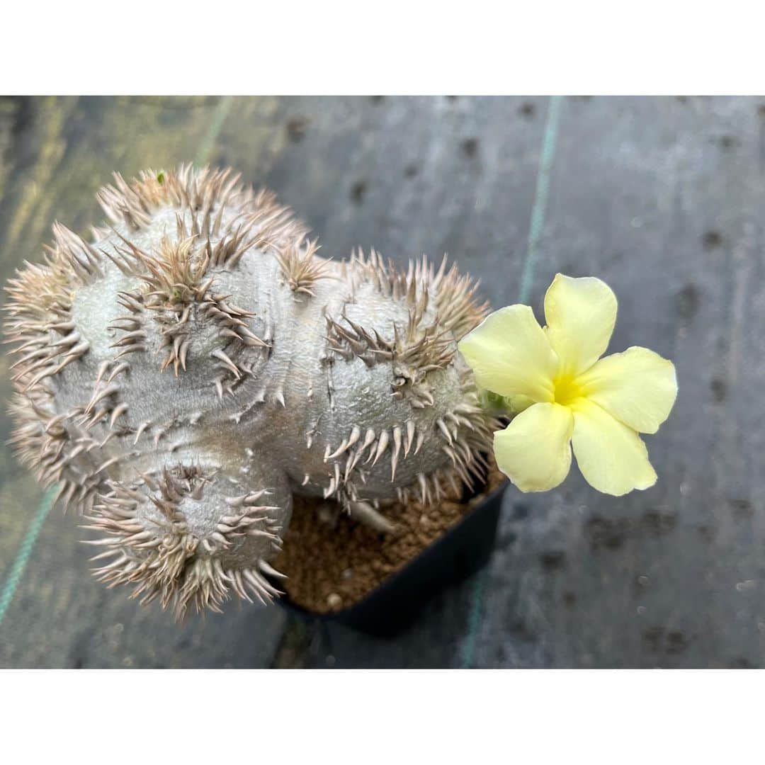 Syota Kitamoriさんのインスタグラム写真 - (Syota KitamoriInstagram)「✫ leucoxanthum 短茎だけど、クリームかあ😅 . . #pachypodium #pachyflow #leucoxanthum」3月3日 7時48分 - kitamori1110