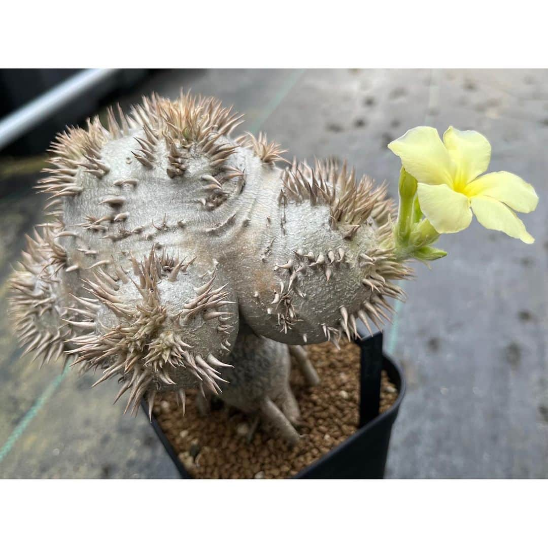 Syota Kitamoriさんのインスタグラム写真 - (Syota KitamoriInstagram)「✫ leucoxanthum 短茎だけど、クリームかあ😅 . . #pachypodium #pachyflow #leucoxanthum」3月3日 7時48分 - kitamori1110