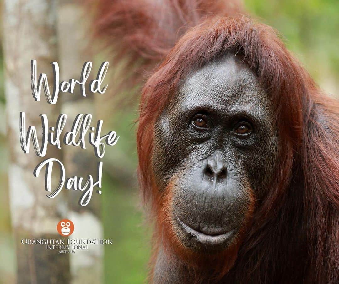 OFI Australiaのインスタグラム：「It's World Wildlife Day!  Today we celebrate all the world's wild animals and plants and the contribution that they make to our lives and the health of the planet. Please help us to protect orangutans and their rainforest habitat. Thank you for any support you can give. The link to our website is in our bio.  orangutanfoundation.org.au  #worldwildlifeday #wwd2023 #SaveOrangutans #saynotopalmoil」