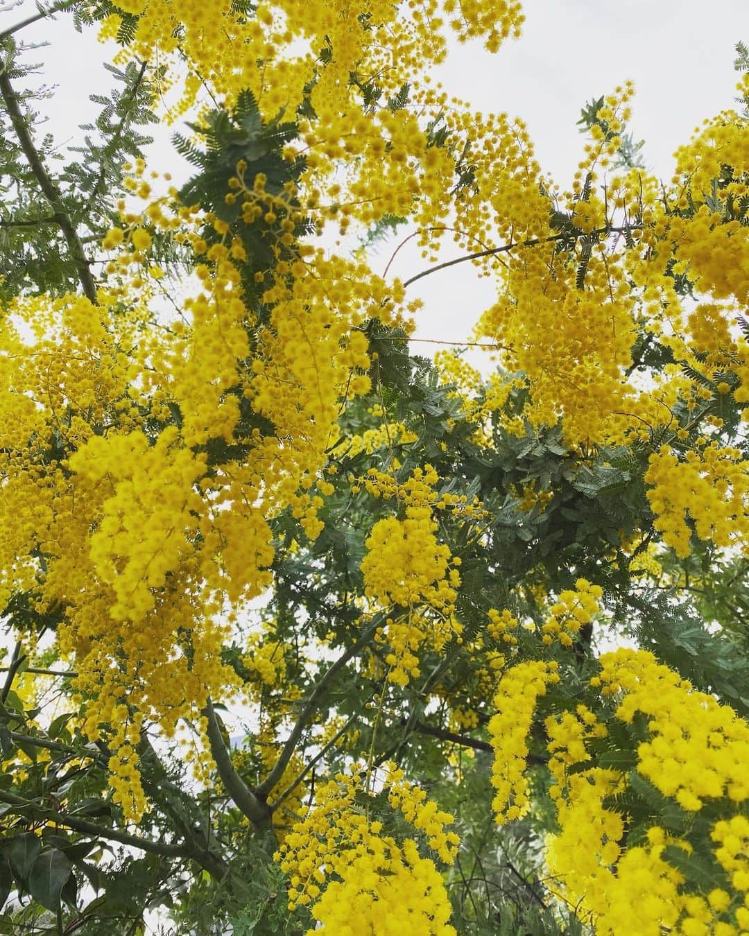 高岡早紀 さんのインスタグラム写真 - (高岡早紀 Instagram)「おはよう。 今朝は黄色が眩しいミモザの花をお裾分け。 今日も良い日になりますように。。  #東京」3月3日 9時11分 - saki_takaoka