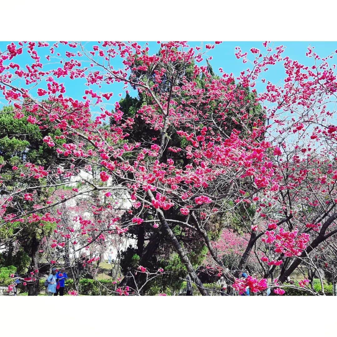 インリンさんのインスタグラム写真 - (インリンInstagram)「桜の季節〜🌸先日中正紀念堂へ花見に行きました♪ポップで鮮やかな色をしている台湾桜を眺めると元気が出る〜もう春だね☺☀ https://youtu.be/yHwuumDrenw  #台湾 #台北 #中正紀念堂 #桜 #春 #3児の母」3月3日 9時42分 - yinling_official