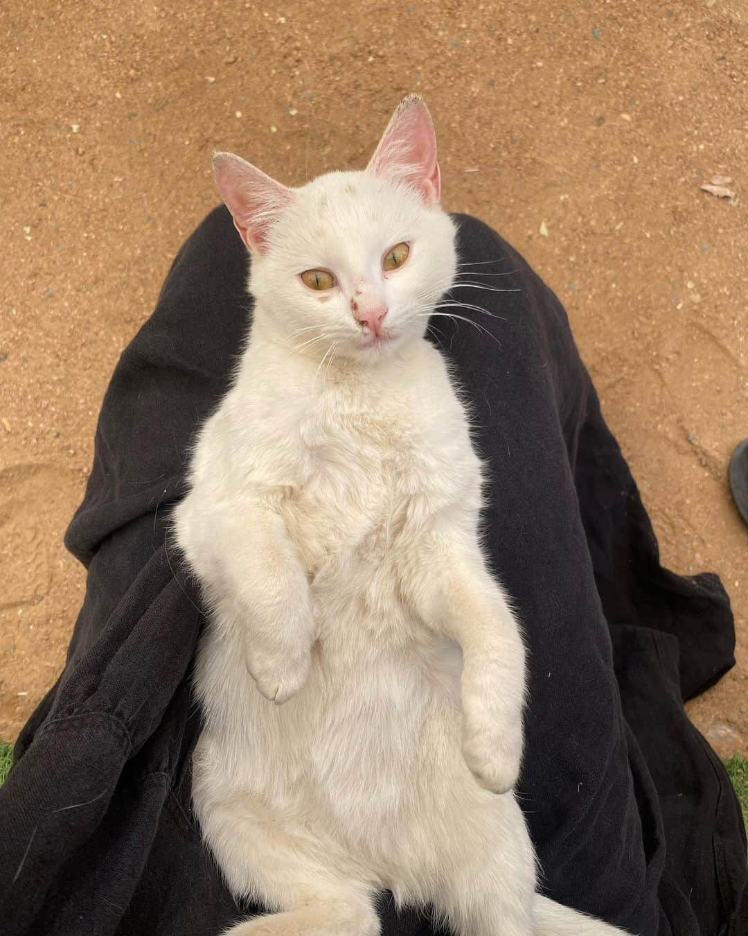 フィオナ・ドゥーリフさんのインスタグラム写真 - (フィオナ・ドゥーリフInstagram)「Sphinxesssss」3月3日 10時29分 - fionadourif