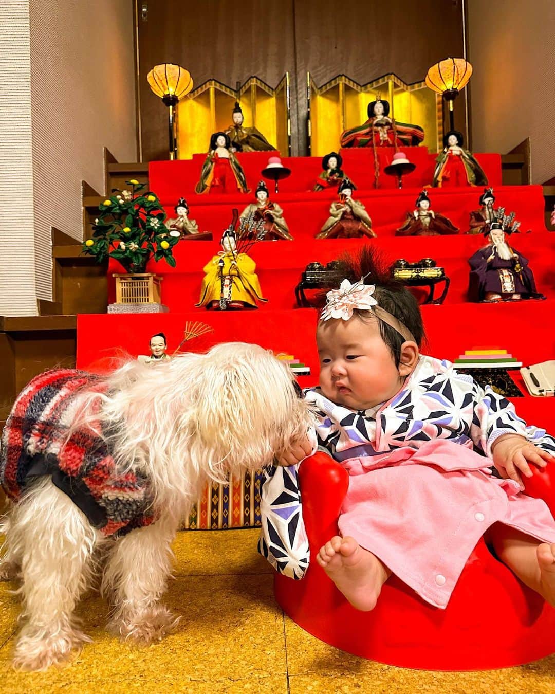 朋未のインスタグラム：「初節句🎎  ひな祭りか...ちらし寿司とお吸い物ぐらいはやらないといけないかな........と悩んでいたところ 母からの「初節句だし、お雛様だすから帰っておいでよー」 の一言にすぐ新幹線🚄に乗り下関へ💨  お雛様だすのこんなに大変なのね...と四苦八苦しながら、母とお雛様をだしました。 （本当は７段なんだけど、うちのお雛様もミニマリストだろうということで５段に（めんど○さかった））  そして、昔よく作ってくれたちらし寿司と蛤のお吸い物で、完璧なひな祭りになりました。（すべて母がやってくれた）  母が、「エビでも飾った方がよかったじゃん、これじゃインスタ映えがさー」とかギャルみたいなこと言ってて笑った😂  肝心の初節句の主役は眠くて少しご機嫌ななめでしたが泣かずに写真に写ってくれました。  お母さん、ありがとうね🥰🧡 来年も帰ってくるからよろしくお願いします。🙇‍♀️✨  #ひなまつりごはん #初節句 #初節句のお祝い #お雛様 #生後3ヶ月」