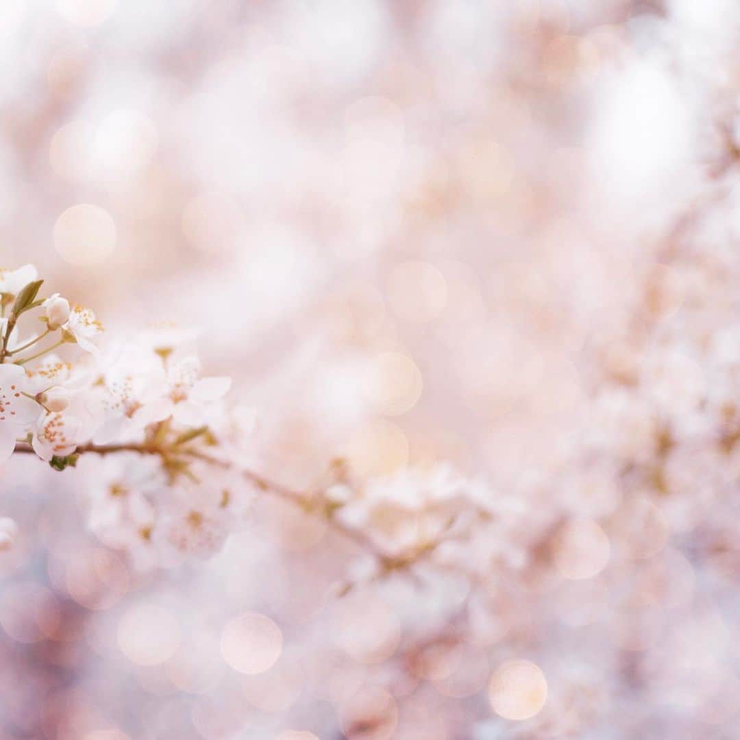 YUKI FUJIWARAさんのインスタグラム写真 - (YUKI FUJIWARAInstagram)「【お知らせ】琥珀糖の販売について  霞みがかる遠景に 咲き連なる花の雲  — 日ましに春めいてくるこのごろ、 麗らかな春の光の中で咲き誇る桜をイメージした琥珀糖「花の雲」。  こちらの干菓子を3月4日（土）12:00よりオンラインサイトにて販売いたします。  雛祭りの生菓子同様、制作は京都で11年間 和菓子の修行を積まれた和菓子処 かんだ和彩さん(@埼玉県熊谷市)にご協力をいただきました。  口に広がる甘酸っぱいイチゴのお味とともに、 薄紅色に染まる春の情景を想像しながら味わっていただけたら嬉しいです。  ■販売サイト：https://wagashiart.base.shop プロフィールのリンクからアクセスいただけます。  ■販売期間： 3月4日（土）12:00〜3月24日（金）まで ※販売期間内でも売り切る場合がございます。  ■その他注意事項 ※準備が整い次第、受注・発送管理をしていただいている業者様より随時発送させていただきます。配送に関して何かございましたら伝票に記載されている発送元へお問い合わせください。 ※日付指定をご希望の方は、ご注文日含め 8日目以降より承ります。 ※ 商品の素材特性上、多少のひび割れ等が生じる可能性があることをご了承ください。  Today’s Wagashi : Cherry Blossom Cloud  A hazy cloud of flowers Unfurls afar  -  I am happy to announce that we will be selling "Hana no Kumo" Kohakuto (Japanese jelly candy) on my online site from March 4, which are inspired by the image of cherry blossoms in full bloom in the beautiful spring light.  Hope you will enjoy the sweet and sour strawberry taste in your mouth while imagining the tinted pale pink scene in spring.  You can purchase from the link below. https://wagashiart.base.shop  ※Shipping is limited within Japan.」3月3日 20時56分 - wagashi_art