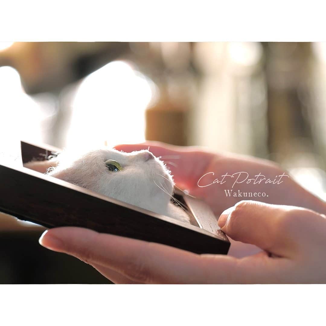わくねこ羊毛フェルトのインスタグラム：「Again, I spent a long time working on the piece. It is similar to the feeling of spending months with a small kitten. Once the videography is finished, the artwork is shipped. I am so happy to be able to deliver them to their owners. And I will miss them just a little bit😌  連投すみません。  今回も制作にすっかり長い期間がかかってしましました💦  制作が終わり、動画を撮影し終えると いよいよ発送☺️  いつも思うのですが、 子猫を保護して数ヶ月一緒に過ごすような気持ちとよく似ています☺️  私にとってもとても大切な作品になりました。  飼い主さんの元にお届けできる喜びと、 ほんの少し、寂しいような、 不思議な気持ち😌✨  #猫 #ねこ部 #meow #ilovemycat #needlefelting #고양이 #양모펠트 #羊毛毡 #羊毛フェルト #ハンドメイド猫 #羊毛フェルト作品 #羊毛フェルト猫 #羊毛氈 #흰고양이 #サンドグレーズアイ #feltart #artwoks #アート #白猫部 #whitecats」