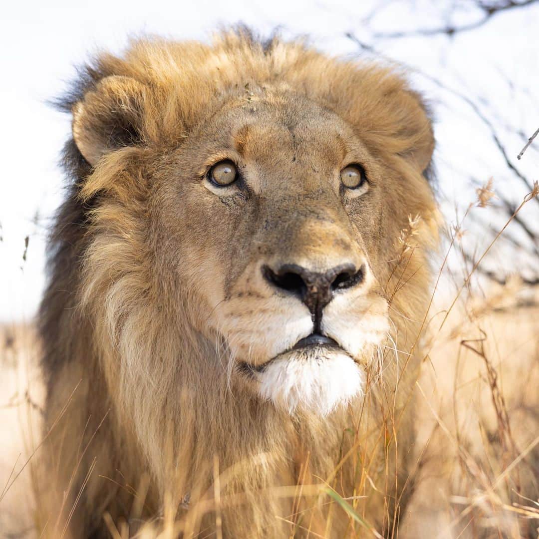 Kevin Richardson LionWhisperer さんのインスタグラム写真 - (Kevin Richardson LionWhisperer Instagram)「Letter to Siam : RIP my beautiful boy. Although my heart is broken, I’m happy you don’t have to endure anymore suffering in this world. The last few weeks have been hard to watch you wither away from the proud, strong and confident lion you always were, to the weak, frail and fragile cat I didn’t recognize. You were such a good boy and never gave a days trouble in all the 18 and a half years I had the privilege of being your friend. Cancer sucks and doesn’t discriminate. It seems to be more prevalent these days or maybe I’m just more aware of it because it’s hitting closer and closer to home. You will be sorely missed by everyone whose life you touched. Your death has hit hard and will leave an open wound for some time. I do take some solace in knowing that you are now free from the enslavement of humans. I tried my best to be a good prison warden and give you the most enriched life away from the wild. I know you knew that. We had some really good times together. You touched my life and soul and and I know I touched yours. Today’s LionwhispererTV video on YouTube is in your honour. Good bye my friend - Kevin  #RIP #cancersucks #siamthelion #catnipking」3月3日 21時08分 - lionwhisperersa