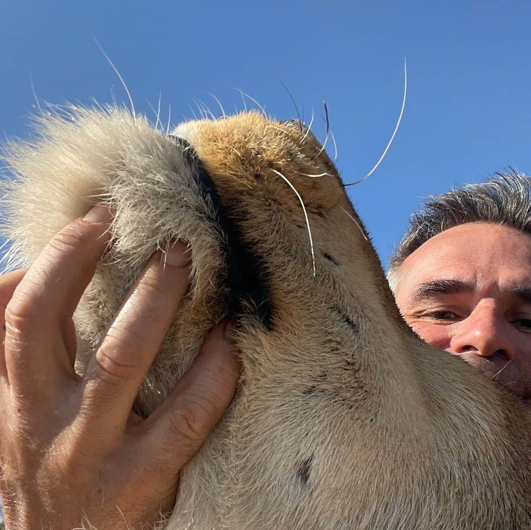 Kevin Richardson LionWhisperer さんのインスタグラム写真 - (Kevin Richardson LionWhisperer Instagram)「Letter to Siam : RIP my beautiful boy. Although my heart is broken, I’m happy you don’t have to endure anymore suffering in this world. The last few weeks have been hard to watch you wither away from the proud, strong and confident lion you always were, to the weak, frail and fragile cat I didn’t recognize. You were such a good boy and never gave a days trouble in all the 18 and a half years I had the privilege of being your friend. Cancer sucks and doesn’t discriminate. It seems to be more prevalent these days or maybe I’m just more aware of it because it’s hitting closer and closer to home. You will be sorely missed by everyone whose life you touched. Your death has hit hard and will leave an open wound for some time. I do take some solace in knowing that you are now free from the enslavement of humans. I tried my best to be a good prison warden and give you the most enriched life away from the wild. I know you knew that. We had some really good times together. You touched my life and soul and and I know I touched yours. Today’s LionwhispererTV video on YouTube is in your honour. Good bye my friend - Kevin  #RIP #cancersucks #siamthelion #catnipking」3月3日 21時08分 - lionwhisperersa