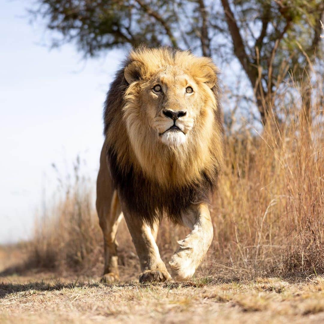 Kevin Richardson LionWhisperer のインスタグラム