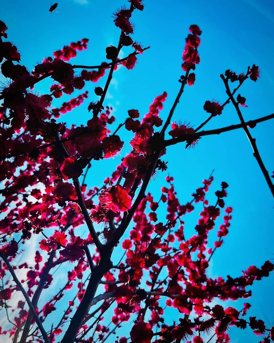 鹿野優以さんのインスタグラム写真 - (鹿野優以Instagram)「梅の花にミツバチも嬉しそう」3月3日 21時32分 - yum.k