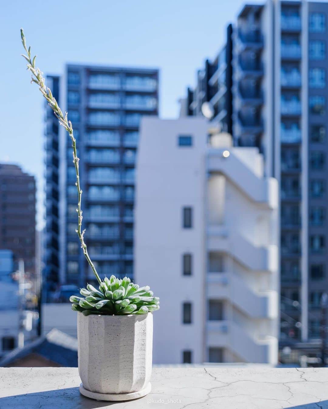 クドのインスタグラム：「ハオルシア(品種不明)  1年ほど前にIKEAの植物コーナーで見つけたハオルシア。水分を含んだ肉厚の葉は先端が窓のように透けていて、クリスタルプラントとも呼ばれています。真冬にも関わらずいつの間にか花が咲いていました。株の体力を消耗してしまうのでもう少し早めにカットするべきでしたが、勿体なくてこんなに伸ばしてしまいました。花言葉は「小さな愛」だって。  #ハオルシア #ハオルシアの花 #ハオルチア #ハオルチアの花 #観葉植物 #多肉植物 #植物のある生活 #植物のある暮らし #植物と高層マンション #透明感 #透明感のある写真 #透明感のある植物写真 #lumixgh6」