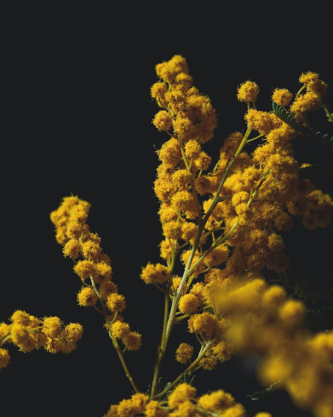 Manabu Sakamotoのインスタグラム：「ミモザを迎えて春の訪れを待つのです。 . . . . . #tablephoto #tablecoordinate #flower #mimosa #spring #yellow #テーブルコーディネート #テーブルフォト #写真好きな人と繋がりたい #テーブルスタイリング #ていねいな暮らし #vsco #igersjp #ミモザ #シルバーリーフ  #至福の時間 #アカシア #春の花 #春の訪れ #春 #春を告げる花」